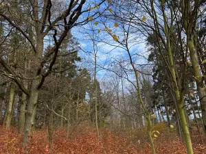 Prodej lesa, Ludmírov, 9585 m2