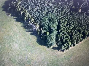 Prodej lesa, Čepřovice, 1644 m2