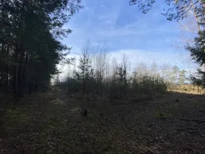 Prodej lesa, Veliny, 4968 m2