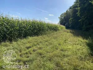 Dražba pole, Oseček, 83999 m2