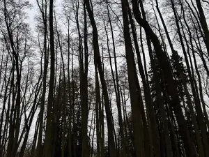 Prodej lesa, Předslav, 6263 m2