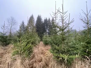 Prodej lesa, Městečko Trnávka - Lázy, 6313 m2