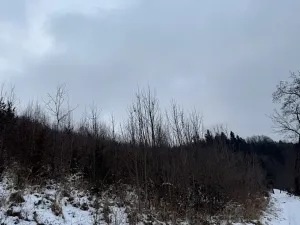 Prodej lesa, Malá Bystřice, 54751 m2