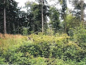 Prodej lesa, Vyskytná nad Jihlavou, 1283 m2