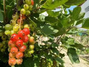 Pronájem pokoje, Brno, Kostelní zmola, 15 m2