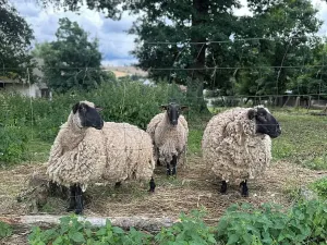 Prodej pozemku pro bydlení, Čížkov, 3589 m2