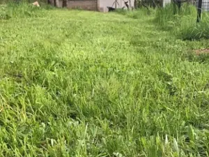 Pronájem zahrady, Brno, 340 m2