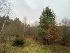 Dražba lesa, Šarovy, 11619 m2