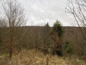 Dražba lesa, Šarovy, 11619 m2