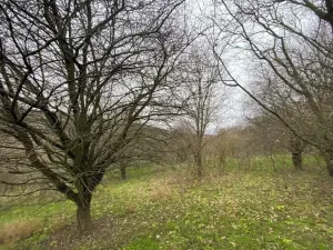 Dražba lesa, Šarovy, 11619 m2