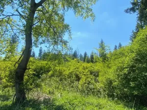 Dražba lesa, Kropáčova Vrutice, 15167 m2