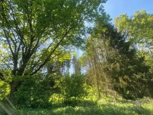 Dražba lesa, Kropáčova Vrutice, 15167 m2