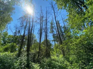 Dražba lesa, Kropáčova Vrutice, 15167 m2