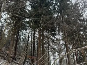 Prodej lesa, Janová, 7449 m2