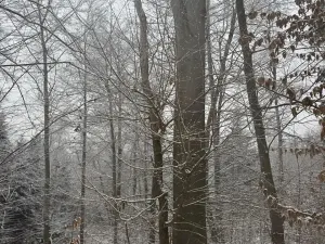 Prodej lesa, Janová, 7449 m2