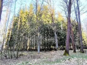 Prodej lesa, Františkovy Lázně, Jezerní, 2956 m2