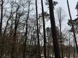 Prodej podílu lesa, Černěves, 9239 m2