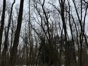 Prodej podílu lesa, Černěves, 9239 m2