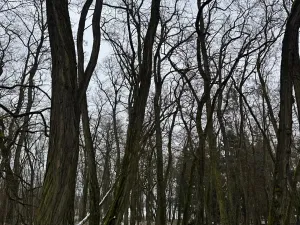 Prodej podílu lesa, Černěves, 9239 m2