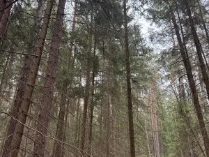 Prodej podílu lesa, Ledenice, 2894 m2