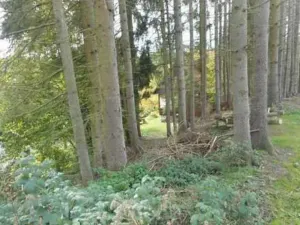 Prodej lesa, Vyskytná nad Jihlavou, 257 m2