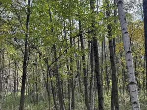 Prodej pole, Bohumín, 4224 m2