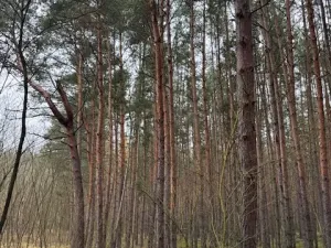 Prodej lesa, Libotenice, 17863 m2