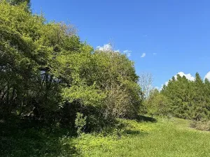 Prodej lesa, Žďárek, 11675 m2