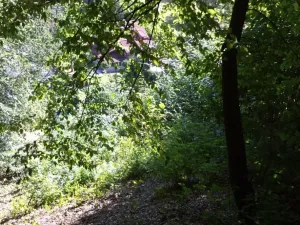 Dražba louky, Děčín, 675 m2