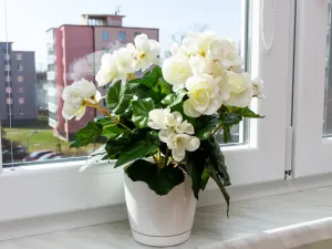 Prodej bytu 2+1, Karviná - Ráj, Školská, 53 m2