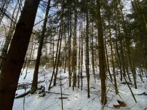 Prodej lesa, Volfířov - Brandlín, 3892 m2