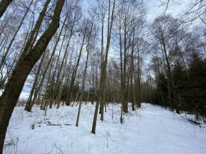 Prodej lesa, Volfířov - Brandlín, 3892 m2