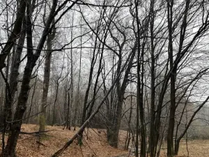 Prodej lesa, Velká Polom, 3342 m2