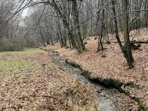 Prodej lesa, Velká Polom, 3342 m2