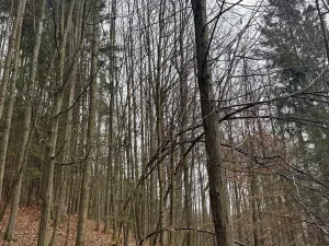 Prodej lesa, Huslenky, 16650 m2