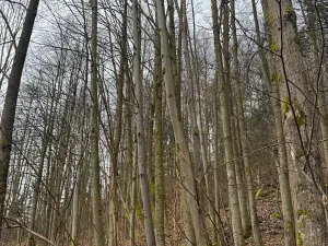 Prodej lesa, Huslenky, 29988 m2