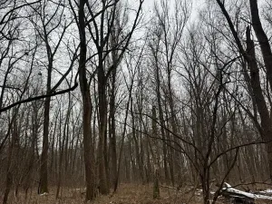 Prodej podílu lesa, Přerov nad Labem, 1596 m2