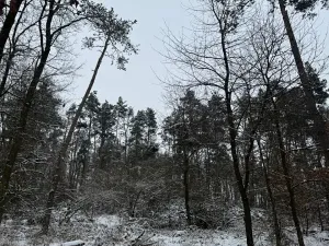 Prodej podílu lesa, Štítary, 3942 m2