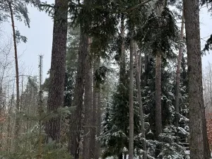 Prodej lesa, Milejovice, 2791 m2