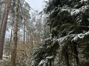 Prodej lesa, Milejovice, 2791 m2