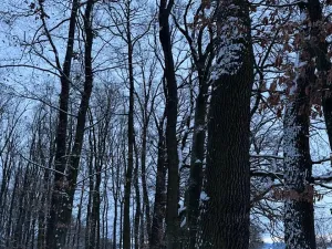 Prodej lesa, Dolní Bousov, 59634 m2