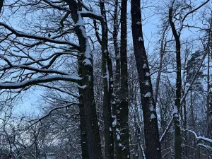 Prodej lesa, Dolní Bousov, 59634 m2