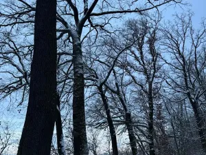 Prodej lesa, Dolní Bousov, 59634 m2