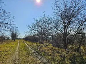 Prodej sadu/vinice, Velké Němčice, 3259 m2