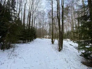 Prodej lesa, Volfířov - Brandlín, 3892 m2