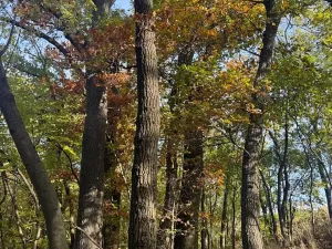 Prodej lesa, Jeníkovice, 12606 m2