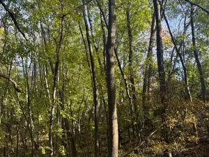 Prodej lesa, Jeníkovice, 12606 m2