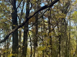 Prodej lesa, Jeníkovice, 12606 m2