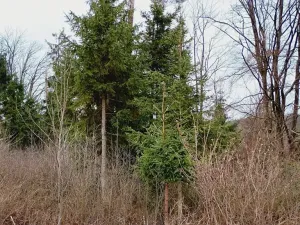 Prodej lesa, Kunžak, 13956 m2