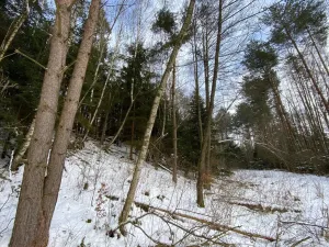 Prodej pozemku, Volfířov - Brandlín, 5958 m2